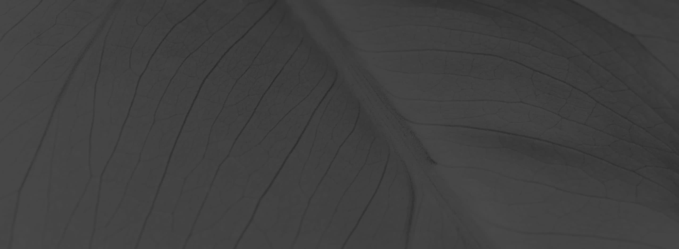 Fondo de hoja z-0